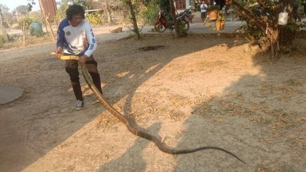 King cobra found in bathroom prompts urgent rescue in Thailand – Isaan News – Thailand News, Travel & Forum